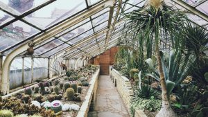 greenhouse-